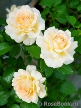 Chandos Beauty Chandos Beauty