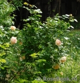 Chandos Beauty Chandos Beauty