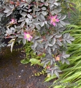 Rosa glauca Rosa glauca
