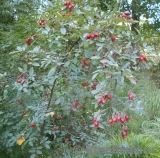 Rosa glauca Rosa glauca