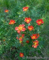 Rosa foetida Bicolor Rosa foetida Bicolor