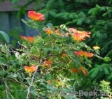 Rosa foetida Bicolor Rosa foetida Bicolor