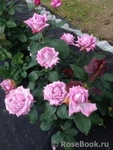 Lugdunum Lugdunum
