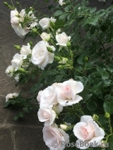 Aspirin Rose Aspirin Rose
