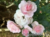 Aspirin Rose Aspirin Rose