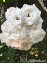 Aspirin Rose Aspirin Rose