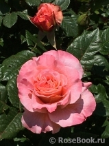 Lolita Lolita