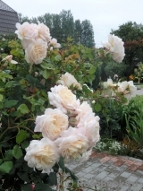 Crocus Rose® Crocus Rose®