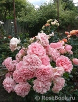 Home & Garden Home & Garden