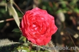 Mishor