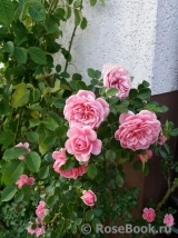 Starlet®-Rose Eva® Starlet®-Rose Eva®