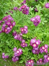 Perennial Blue Perennial Blue