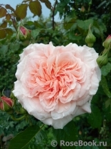 Rose de Tolbiac ® Rose de Tolbiac ®