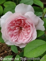 Fantin Latour Fantin Latour