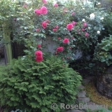 Rosarium Uetersen