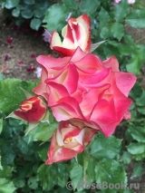 Origami® Origami®