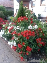Black Forest Rose ® Black Forest Rose ®