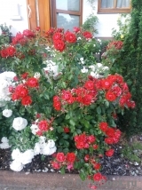 Black Forest Rose ® Black Forest Rose ®