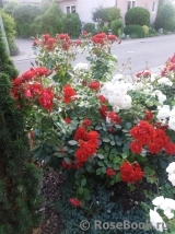 Black Forest Rose ® Black Forest Rose ®