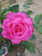 Esmeralda Esmeralda