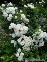 Aspirin Rose Aspirin Rose