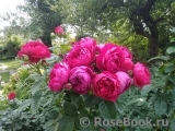 Ascot Ascot
