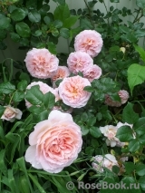Abraham Darby Abraham Darby