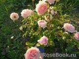 Abraham Darby Abraham Darby