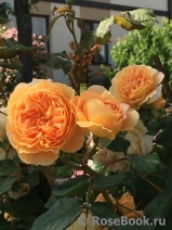 Crown Princess Margareta® Crown Princess Margareta®
