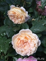 Crown Princess Margareta® Crown Princess Margareta®