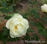 Double Scotch White Double Scotch White
