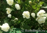 Double Scotch White Double Scotch White
