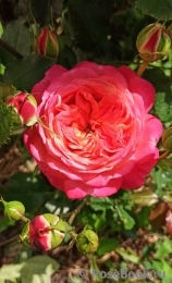 Midsummer Midsummer