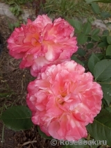 Augusta Luise Augusta Luise