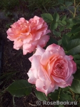 Augusta Luise Augusta Luise