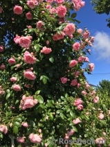 Blossomtime Blossomtime