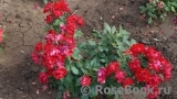 Black Forest Rose ® Black Forest Rose ®