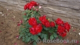 Black Forest Rose ® Black Forest Rose ®