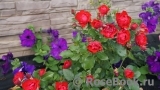 Black Forest Rose ® Black Forest Rose ®