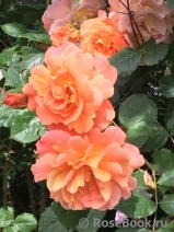 Westerland Westerland