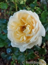 Lions Rose