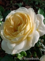 Lions Rose