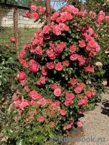 Rosarium Uetersen Rosarium Uetersen