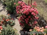 Rosarium Uetersen Rosarium Uetersen