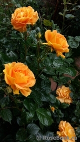 Goldelse Goldelse