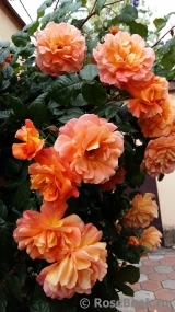 Westerland Westerland
