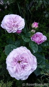 Lavender Ice Lavender Ice