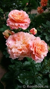 Augusta Luise Augusta Luise