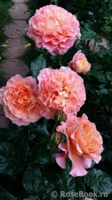 Augusta Luise Augusta Luise