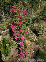 Rosarium Uetersen Rosarium Uetersen